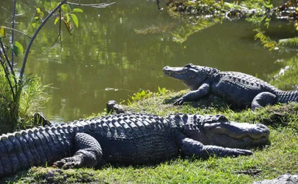 Everglades National Park airboat tour with pick-up from Miami