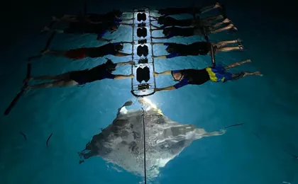 Late night manta ray snorkel experience