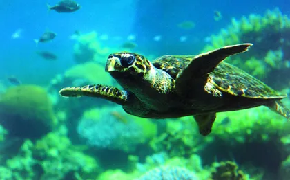 Coral viewing glass bottom-boat tour in Aqaba with open buffet