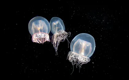 Aquarium of the Pacific Tickets