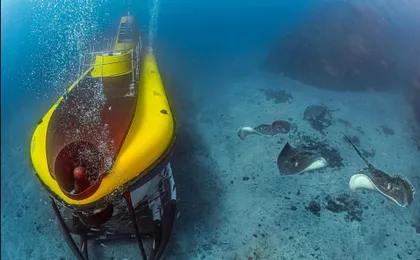 Submarine safari