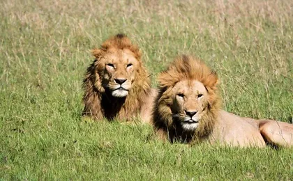 4Days Serengeti and Ngorongoro Budget Camping Safari from Arusha