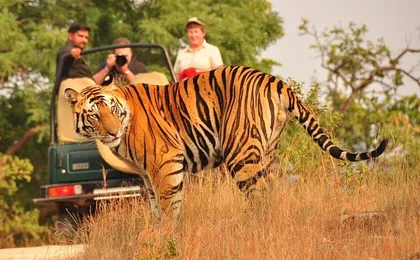 2 Days: Ranthambore Tiger Safari From Jaipur With Drop At Agra