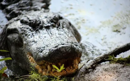 Airboat ride through the New Orleans wetlands