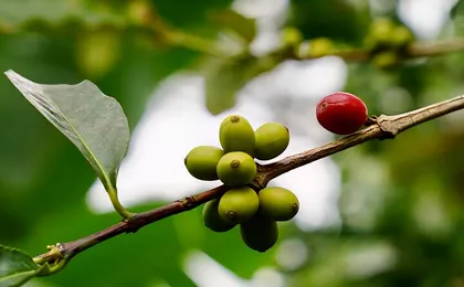 Moshi Cultural Day: Materuni Waterfall, Coffee Tour | City Tour