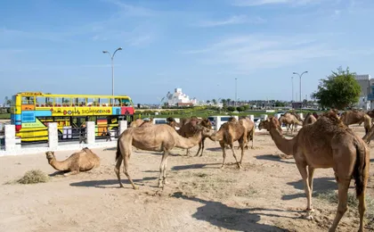 24-hour hop-on-hop-off Doha bus tour