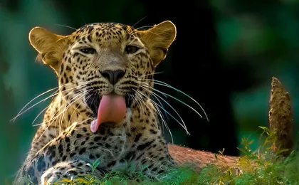 Wilpattu Half Day Safari From Anuradhapura