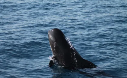 Dolphin watching in Tarifa from the coast of Cádiz with pickup