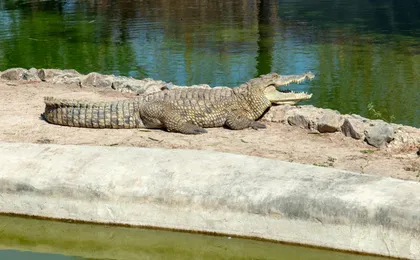 Fathala Wildlife Reserve full-day tour