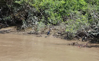 Jungle river cruise at Palo Verde National Park