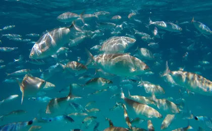 Snorkelling Experience in Corralejo