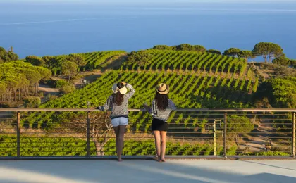 Wine tasting and visit to Ripalte design winery