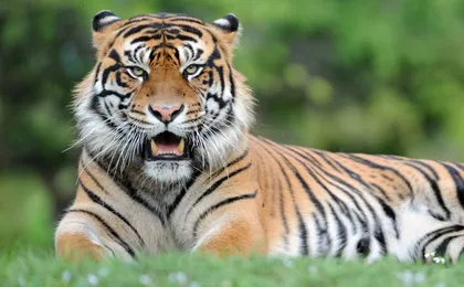Miami Zoo tickets with transportation