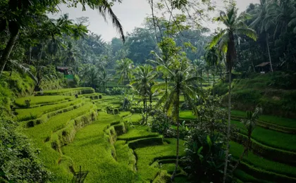Surface of Ubud private full-day tour