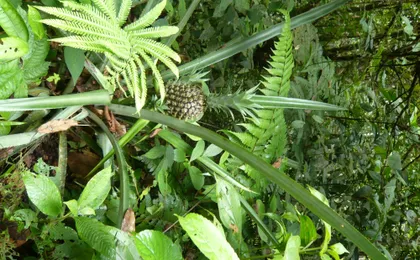 Napo Province primary rainforest guided tour with a local