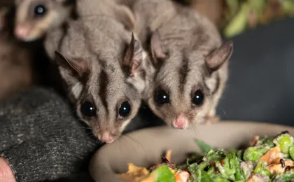 Bonorong Wildlife Sanctuary Night Tour