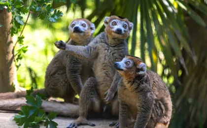 Day ticket for Paignton Zoo on the English Riviera