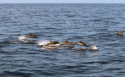 La Palma Coast Cruise with Transfer