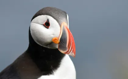 Húsavík whale safari and Puffin Island RIB boat tour