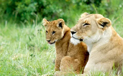 Tsavo East, Taita Hills and Salt Lick three-day safari from Mombasa