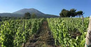 Wine tasting tour on the slopes of Vesuvius