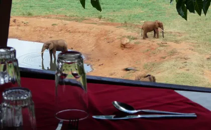 Two-day wildlife safari from Mombasa with stay at Salt Lick Lodge