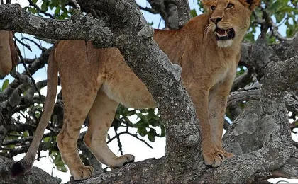 4-Day Tanzania Camping Safari to Lake Manyara, Serengeti, and Ngorongoro Crater