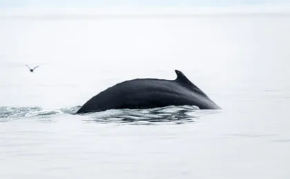 Húsavík whale watching tour in Skjálfandi Bay