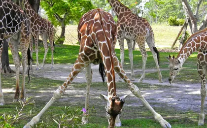 Miami Zoo tickets with transportation