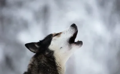 Levi self-driving husky sled tour