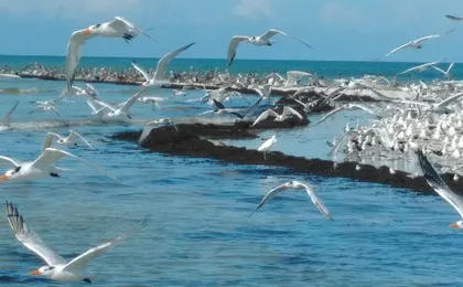 Everglades National Park wildlife and beach expedition