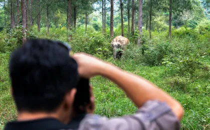 Thailand’s temples and trunks tour with Kui Buri elephant safari from Hua Hin