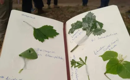 Wuppertal wild plant foraging guided walking experience