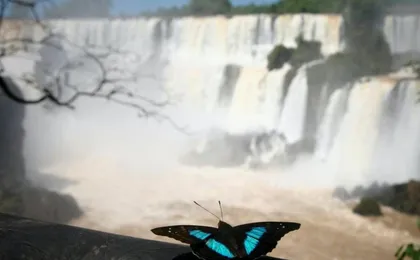 Iguassu Falls Brazil side with optional Macuco safari, helicopter flight, and Bird Park