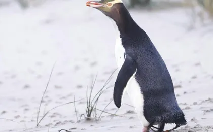 Penguin Habitat and Rehabilitation Centre Guided Tour in Dunedin