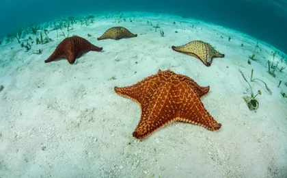Cielo, Cielito, Palancar and Colombia Reefs Boat Tour