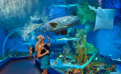 Cairns aquarium and small group city sightseeing tour