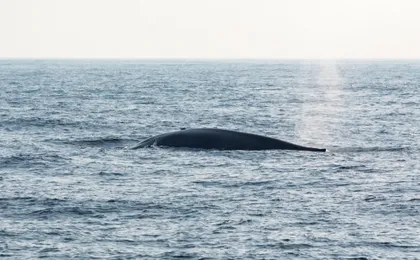 Whale & Dolphin Watching Boat Trip with Trincomalee Tour from the East Coast