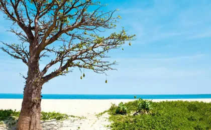 Janjanbureh 2-day tour with overnight stay in a traditional camp