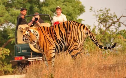 One Way Tour From Agra To Jaipur With Ranthambore Tiger Safari