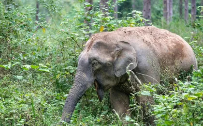 Thailand’s temples and trunks tour with Kui Buri elephant safari from Hua Hin