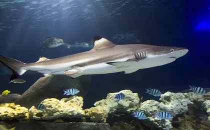 Entrance tickets to discover Hannover Sea Life Aquarium