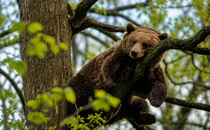 Libearty Bear Sanctuary and Bran Castle private full-day tour