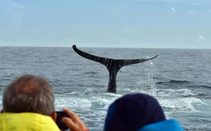 Whale Watching in Husavik