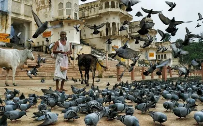 8 - Day Rajasthan Tour with Jaipur, Jodhpur, Jaisalmer & Bikaner