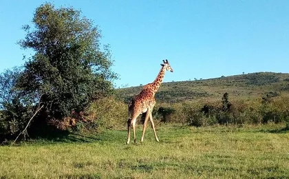 Private 14days Best of Kenya Romantic Honeymoon Safari Holiday