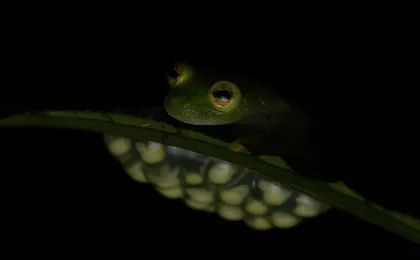 Night Walk Tour Monteverde