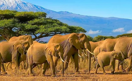 Private 14days Best of Kenya Romantic Honeymoon Safari Holiday