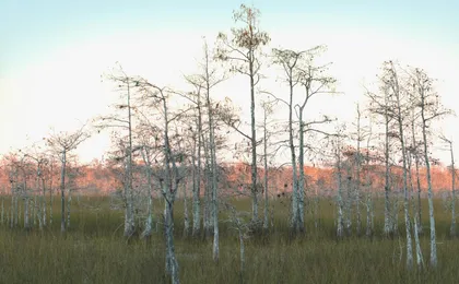 Big Cypress National Preserve Self-Guided Driving Audio Tour