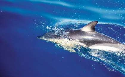 Exclusive Dolphin Cove Ocho Rios tour